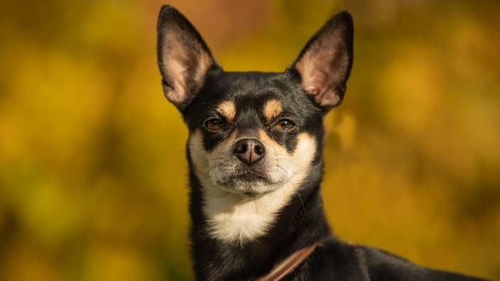 Tiere Suchen Ein Zuhause Hundevermittlung Fellfreunde De E V