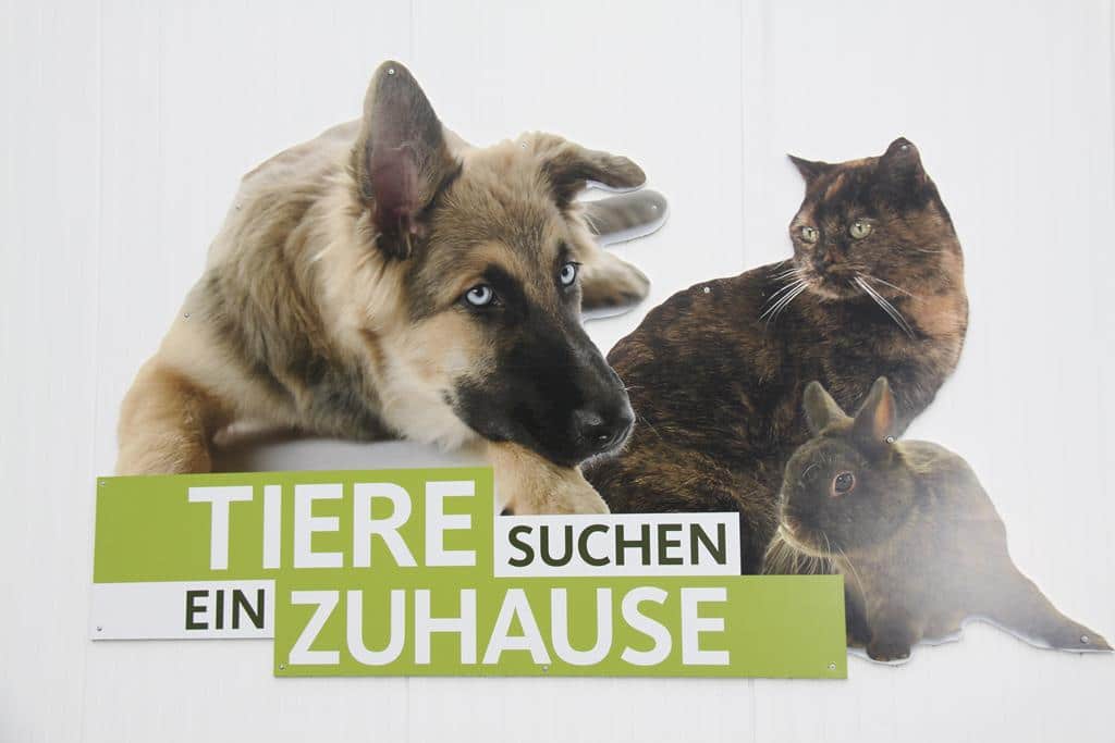 Besuch Beim Wdr Tiere Suchen Ein Zuhause Hundevermittlung