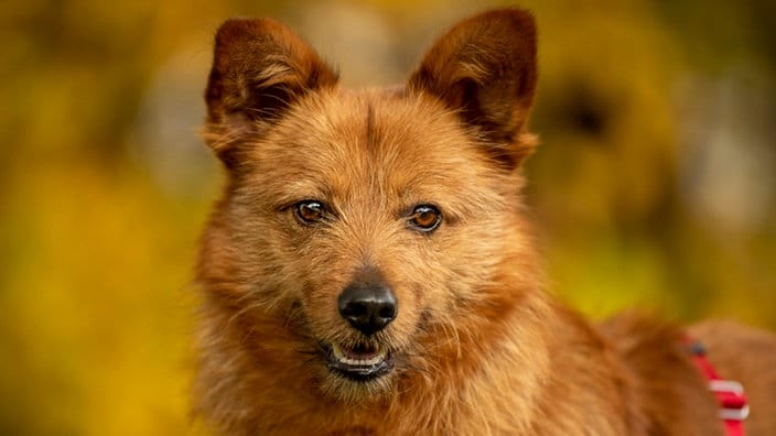 Tiere Suchen Ein Zuhause Hundevermittlung Fellfreunde De E V