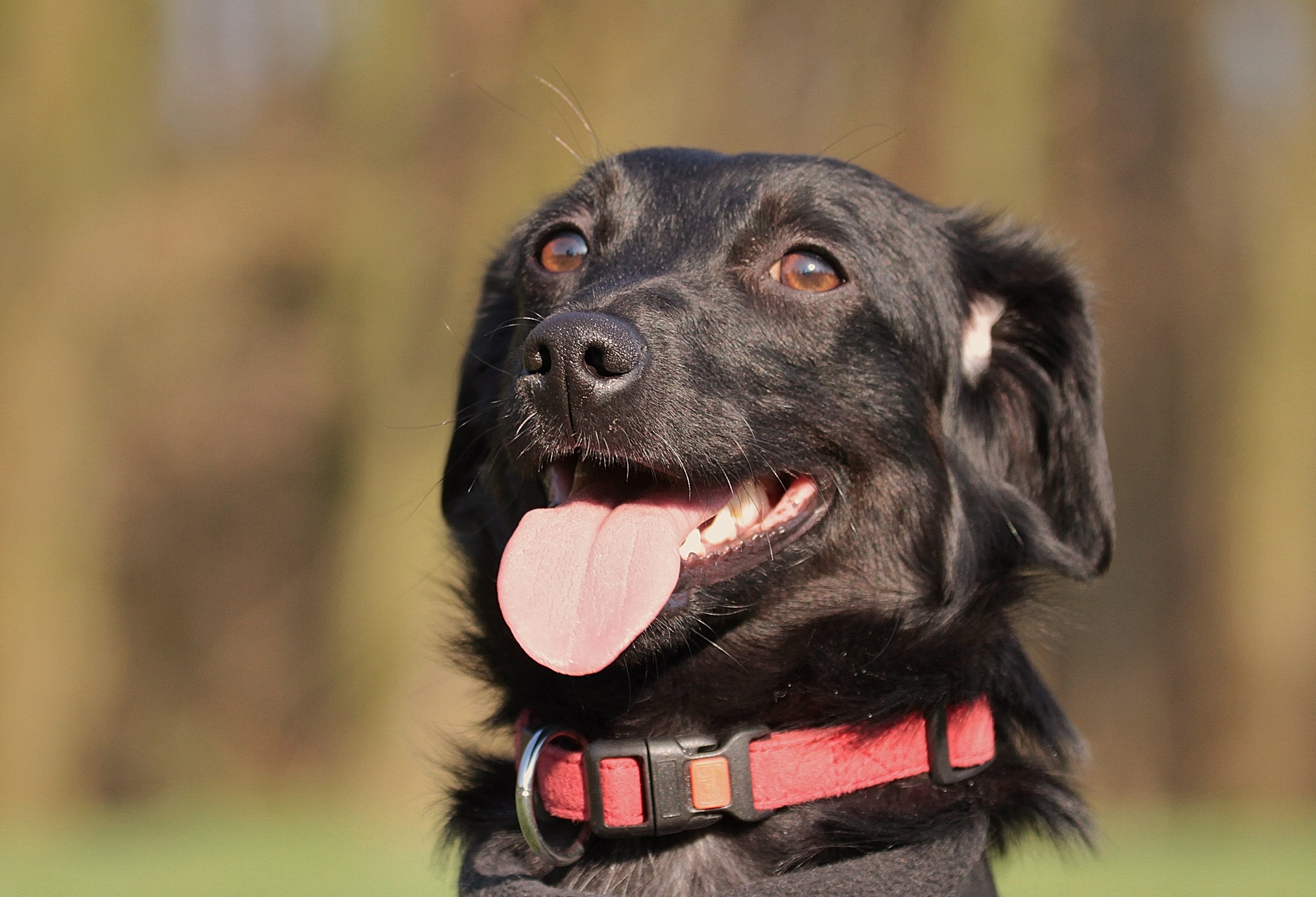 Molly, Hundevermittlung Fellfreunde.de e.V.