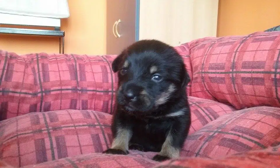 Hunde aus Ungarn, Tiervermittlung Solingen, Adoption Hund