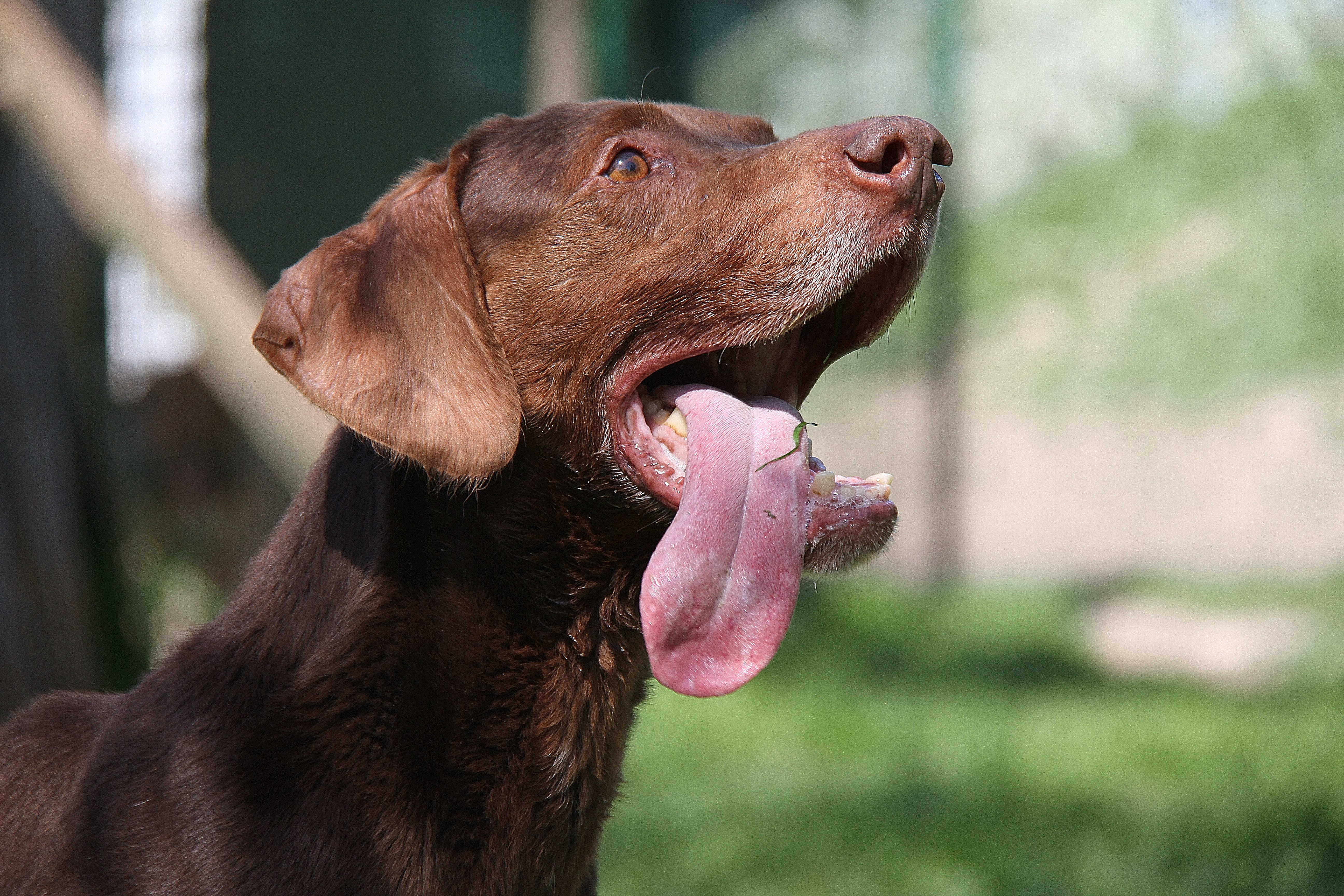Brutus ist im Juli 2020 über die Regenbogenbrücke gegangen
