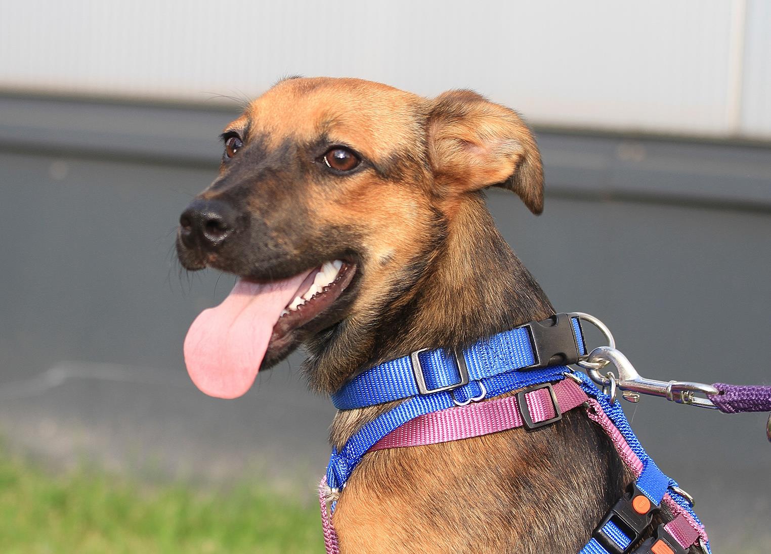 » Nala vermittelt Hundevermittlung Fellfreunde.de e.V.