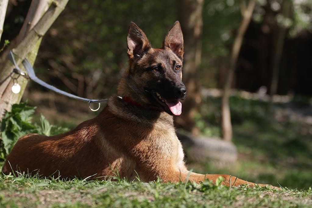 Hunde aus Ungarn, Tiervermittlung Solingen, Adoption Hund