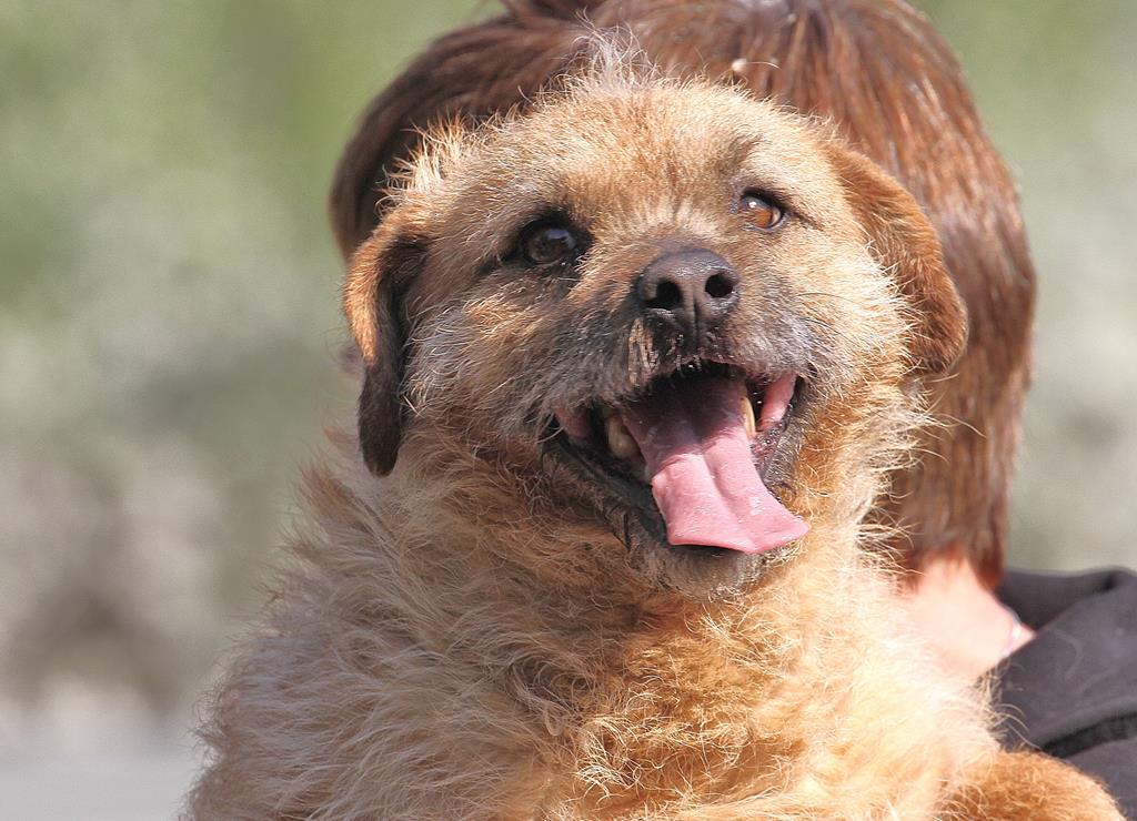 Murphy Zuhause gefunden Hundevermittlung Fellfreunde.de e.V.