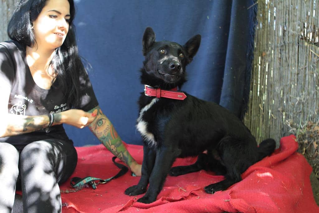 » Rusti Zuhause gefunden Hundevermittlung Fellfreunde.de e.V.