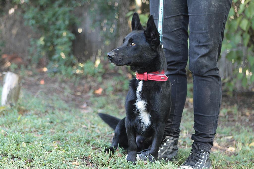 hund legt sich hin wenn anderer hund kommt