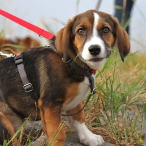 Hundegeschirr S