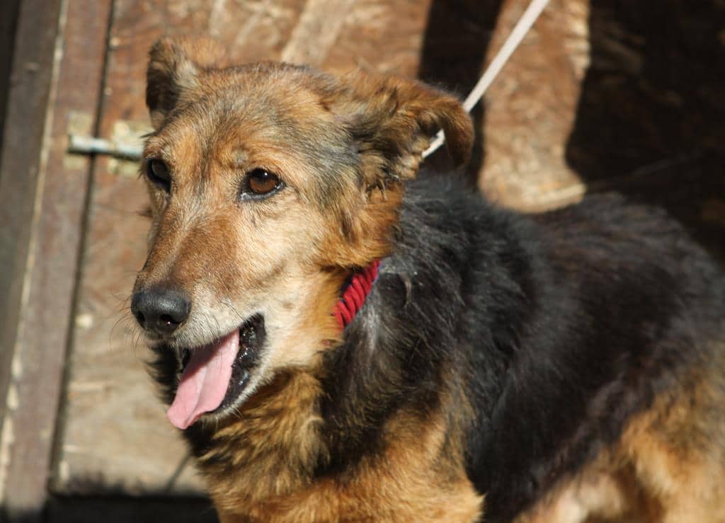 Karli Hundevermittlung Fellfreunde.de e.V.
