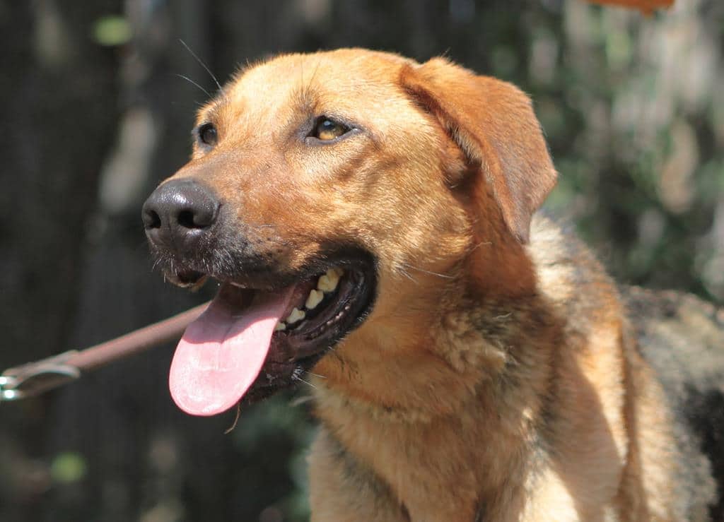 Wir Sind Erneut Zu Gast Bei Tiere Suchen Ein Zuhause Wdr