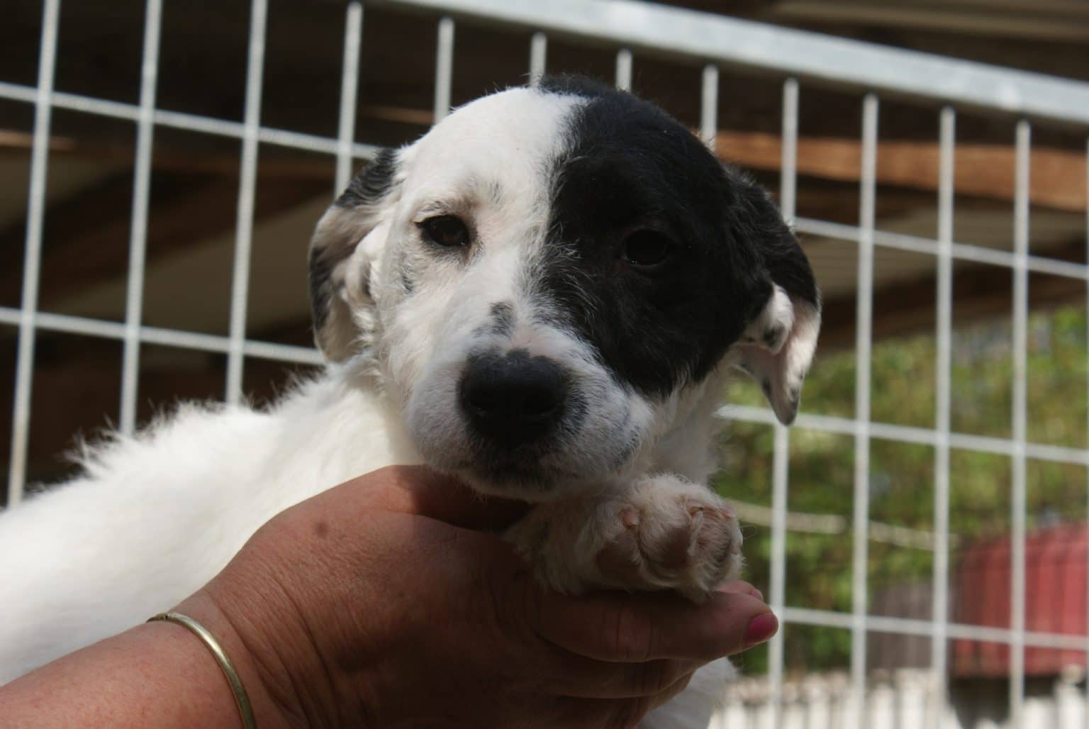 Auf Pflegestelle in Deutschland Adoption Hund Tierheim Solingen