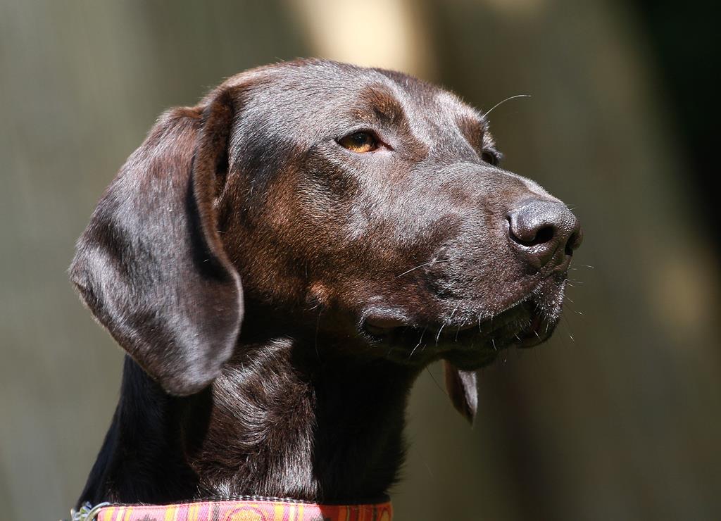 Ungarn Hunde Ungarn Hunde