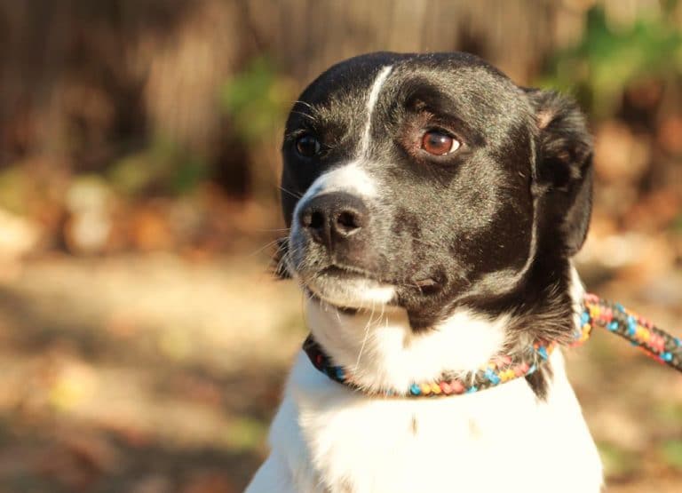 Auf Pflegestelle in Deutschland Adoption Hund Tierheim Solingen