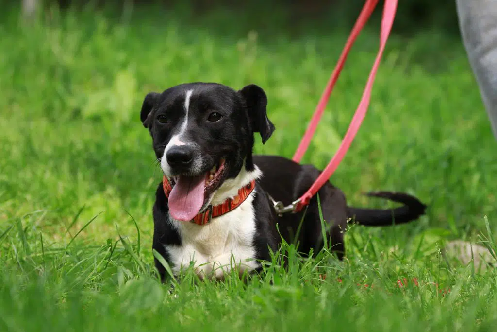 » Sparky sucht ein Zuhause außerhalb Deutschlands, Pate gefunden