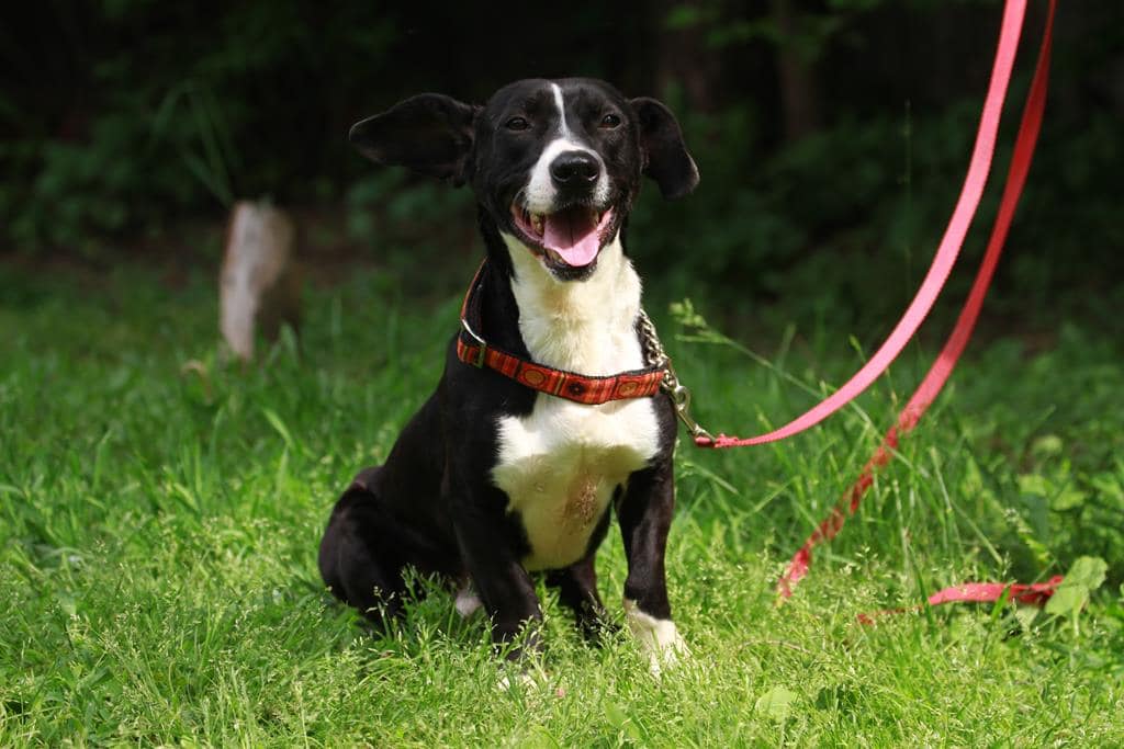 » Sparky sucht ein Zuhause außerhalb Deutschlands, Pate gefunden