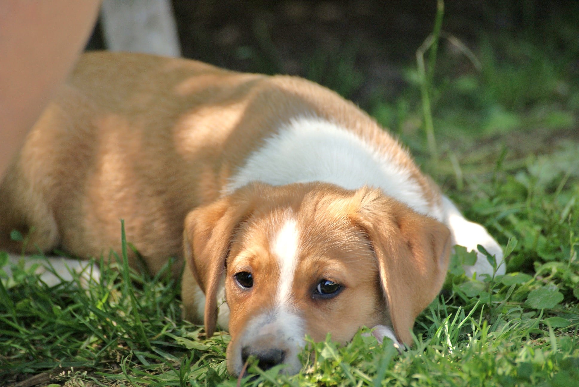 Tierheim Solingen Hunde Vermittlung Tierheim Solingen Hunde Vermittlung