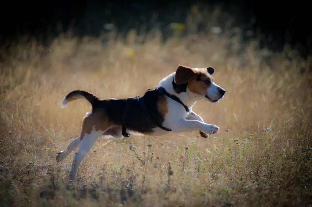 Auf Pflegestelle in Deutschland Adoption Hund Tierheim Solingen