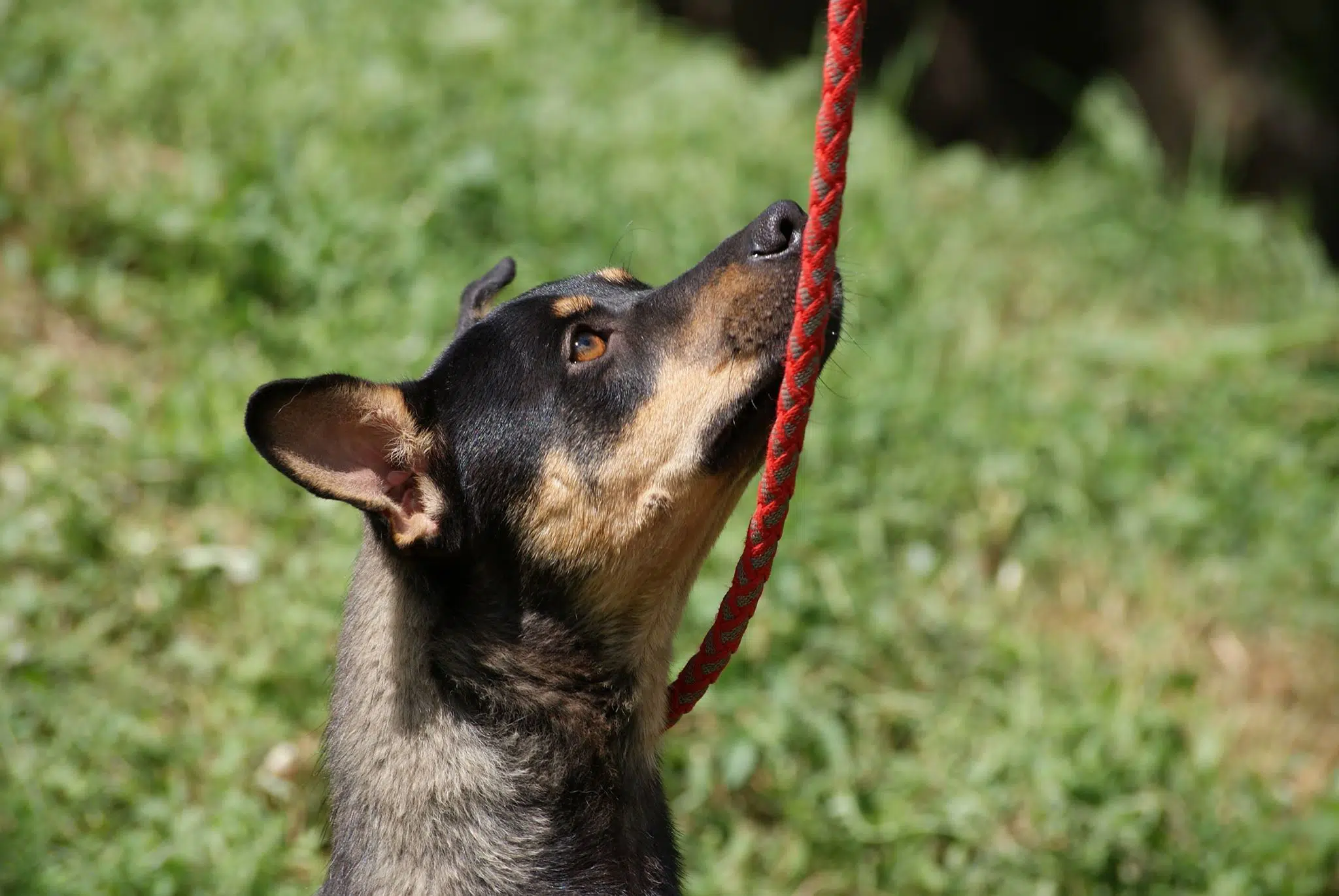 Yatho Hundevermittlung Fellfreunde.de e.V.