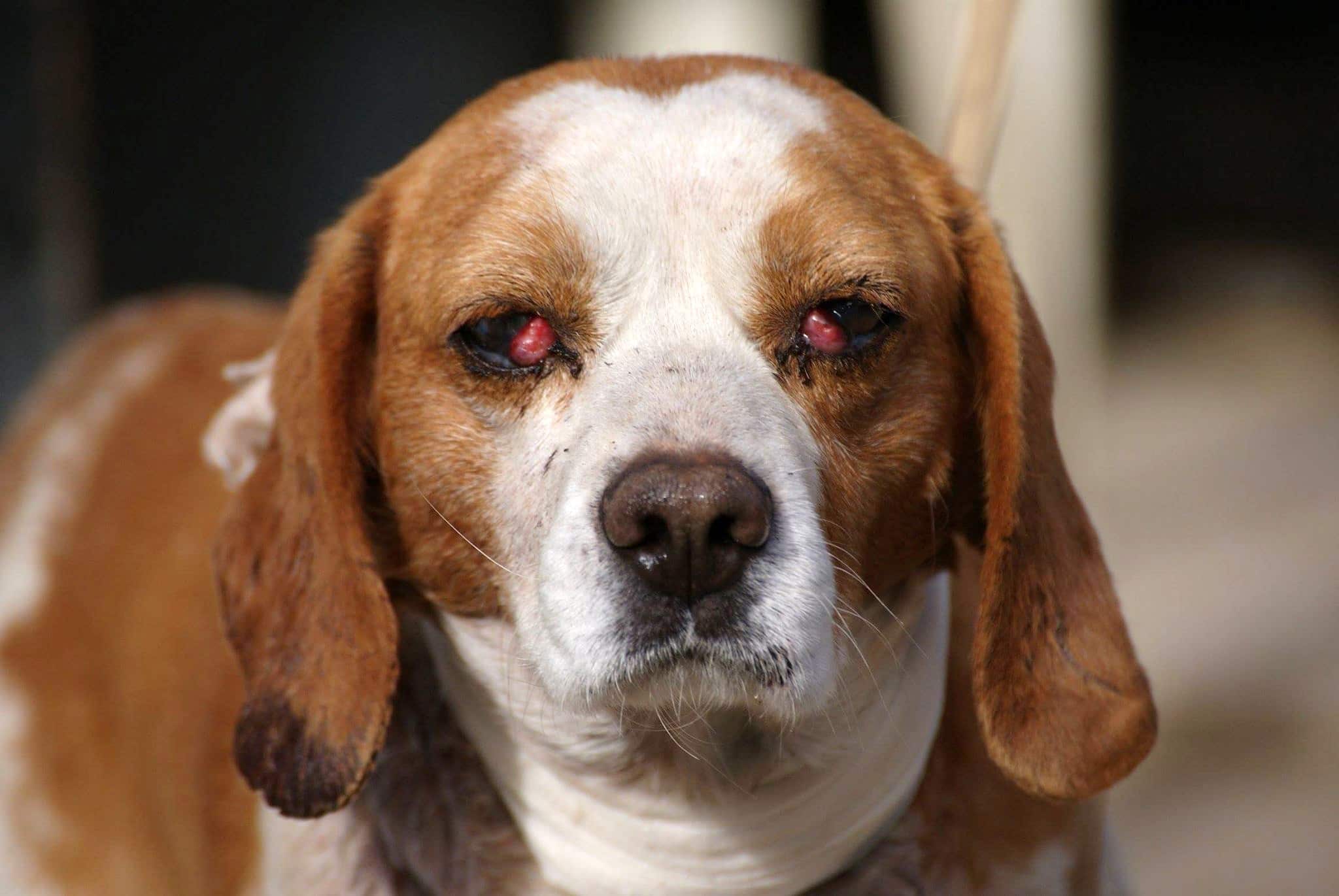 » Fellow Zuhause gefunden Hundevermittlung Fellfreunde.de e.V.