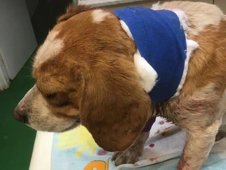 » Fellow Zuhause gefunden Hundevermittlung Fellfreunde.de e.V.