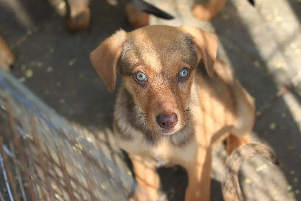 » Anton Zuhause gefunden Hundevermittlung Fellfreunde.de e.V.