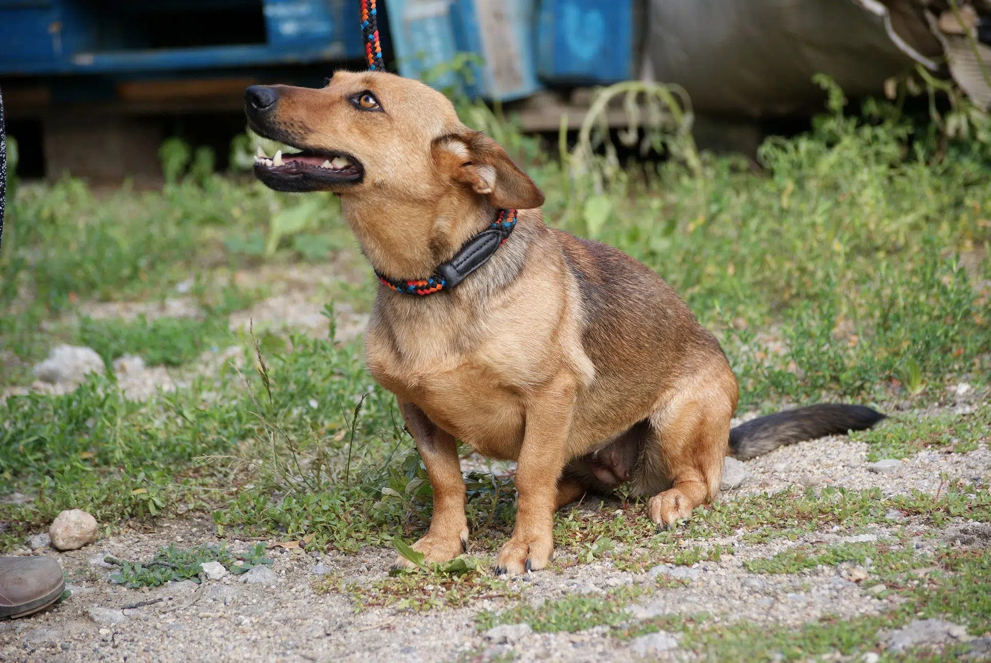 » Elsa Zuhause gefunden Hundevermittlung Fellfreunde.de e.V.