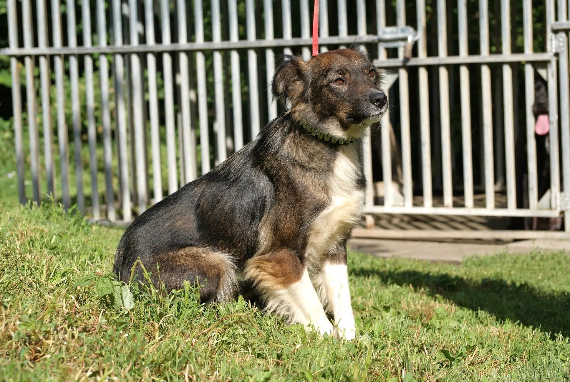 hunde vermittlung deutschland