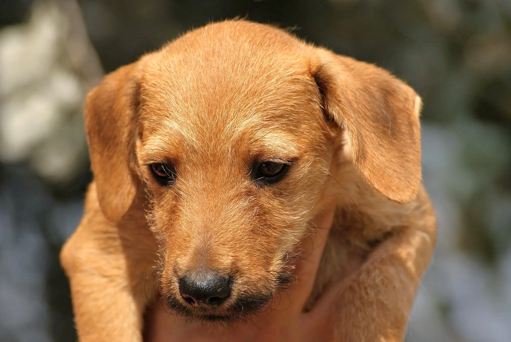 Monti Zuhause gefunden Hundevermittlung Fellfreunde.de e.V.