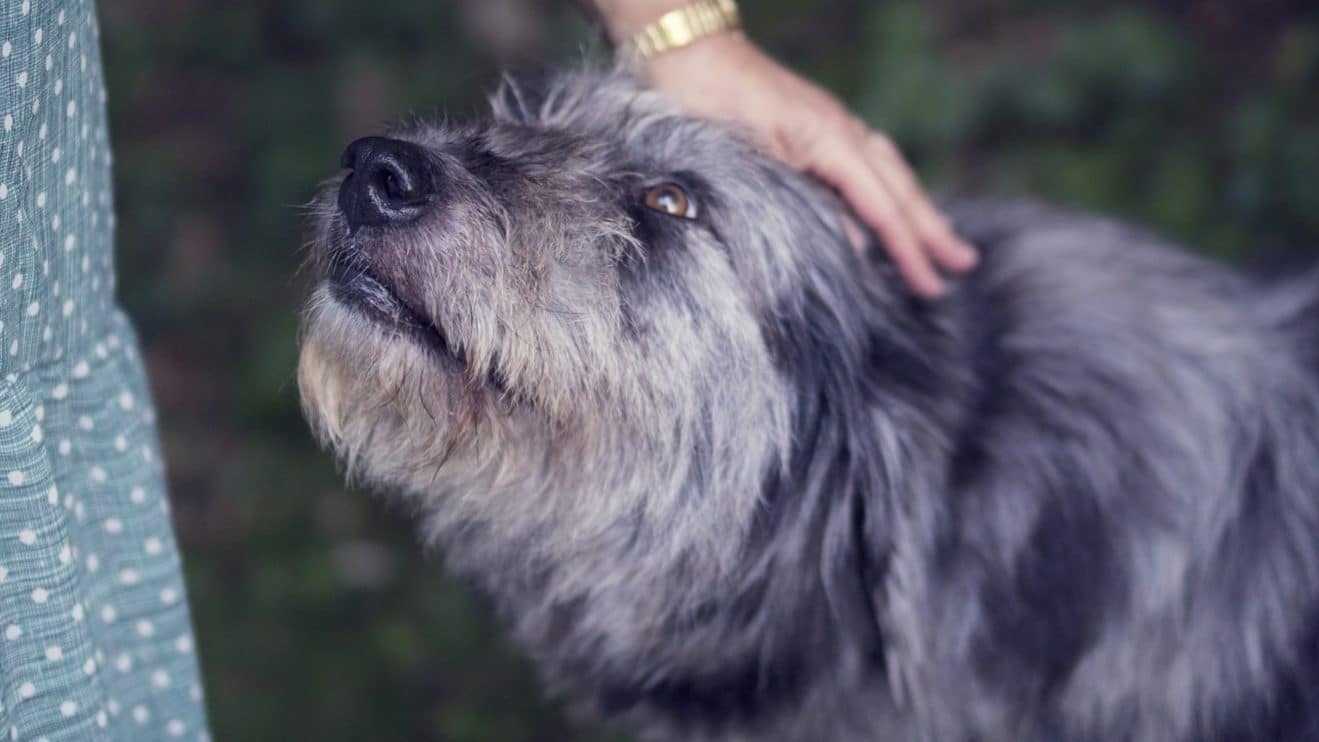 Versicherung Hund