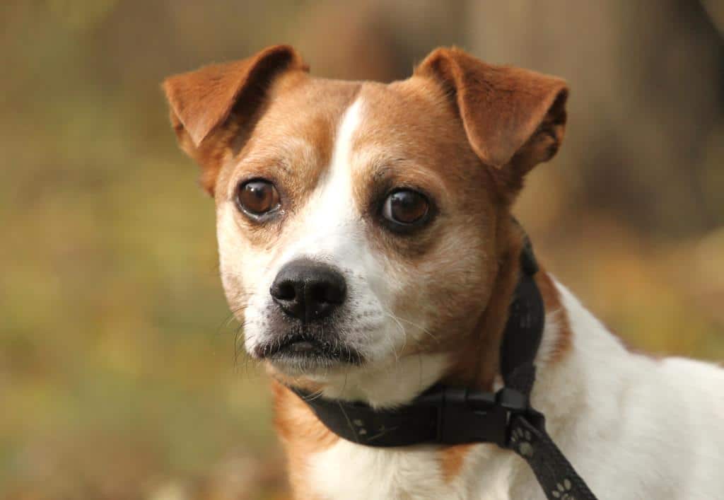 hunde aus ungarn vermittlung