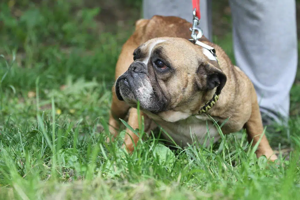 » Lilith Zuhause gefunden Hundevermittlung Fellfreunde.de e.V.