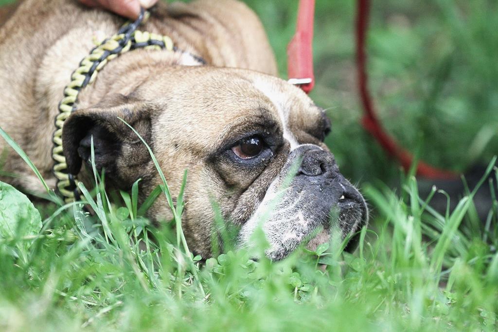 » Lilith Zuhause gefunden Hundevermittlung Fellfreunde.de e.V.