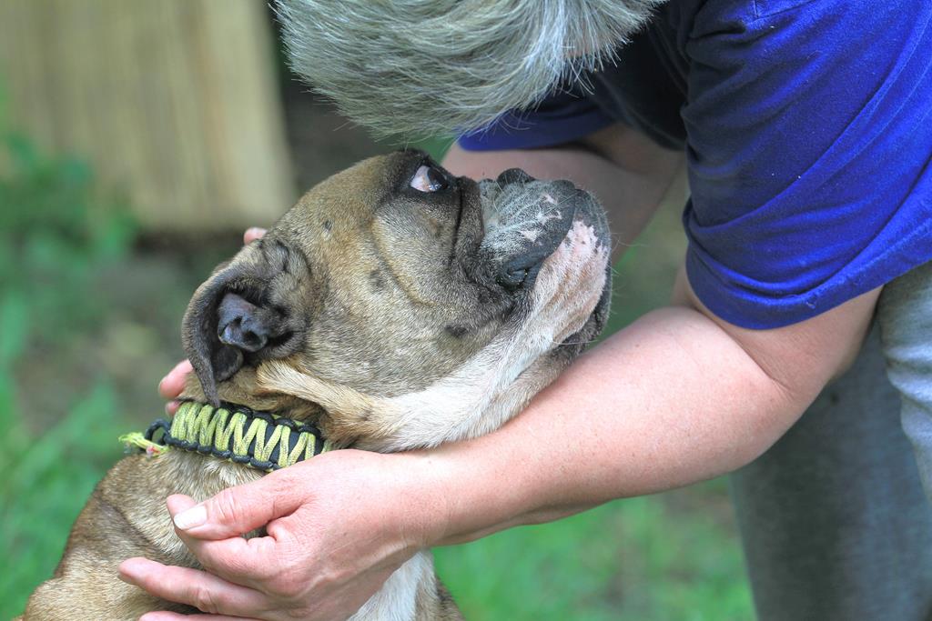 » Lilith Zuhause gefunden Hundevermittlung Fellfreunde.de e.V.