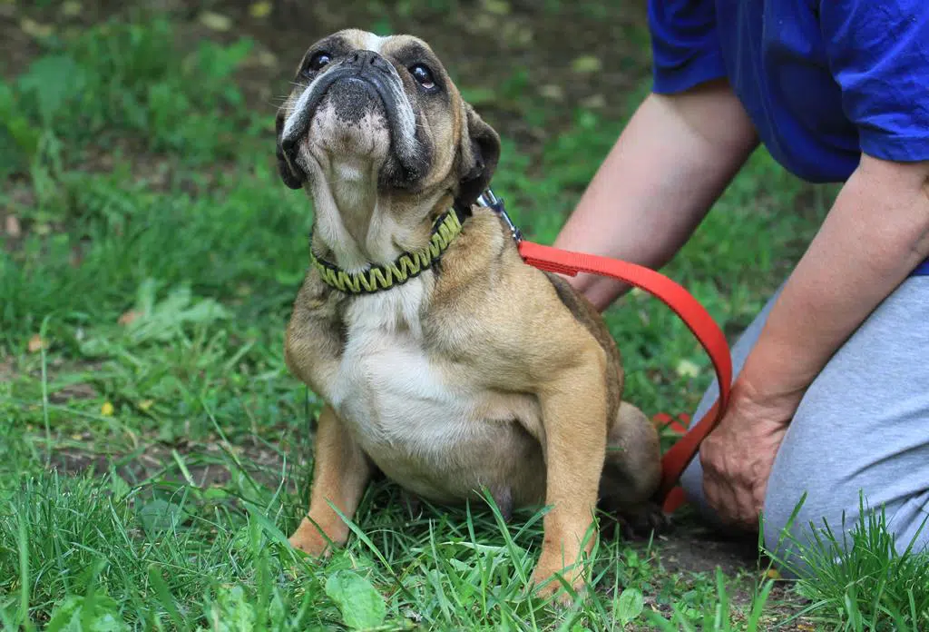 » Lilith Zuhause gefunden Hundevermittlung Fellfreunde.de e.V.