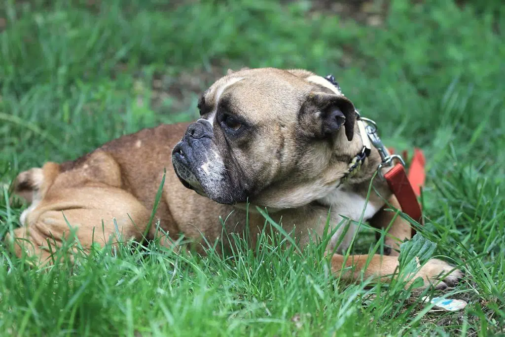 » Lilith Zuhause gefunden Hundevermittlung Fellfreunde.de e.V.