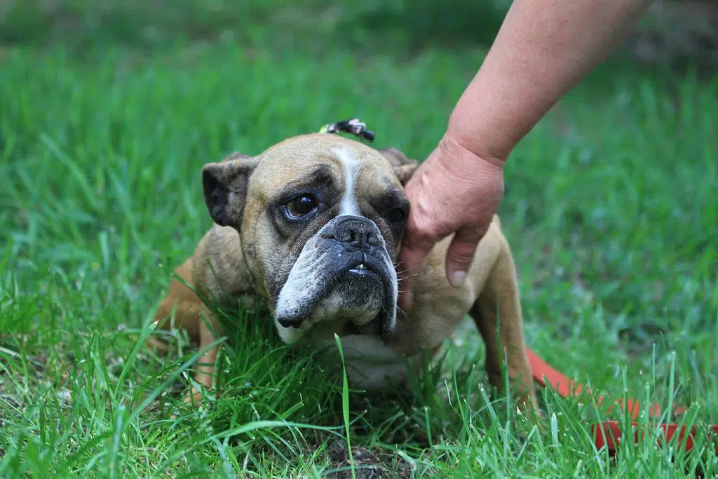 » Lilith Zuhause gefunden Hundevermittlung Fellfreunde.de e.V.