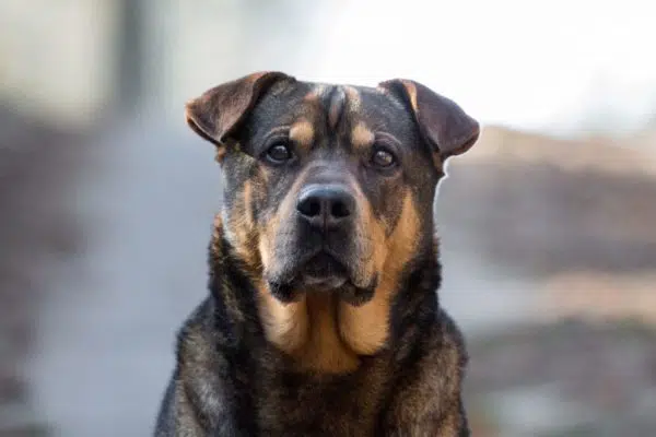 Auf Pflegestelle in Deutschland Adoption Hund Tierheim Solingen