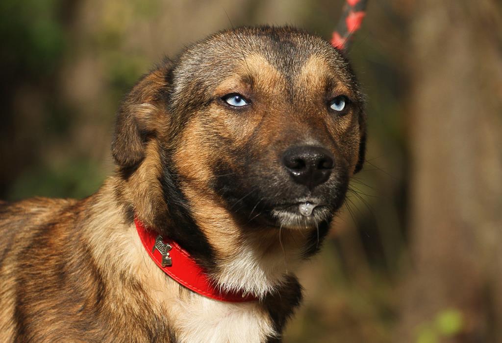 Hunde Aus Ungarn Tiervermittlung Solingen Adoption Hund