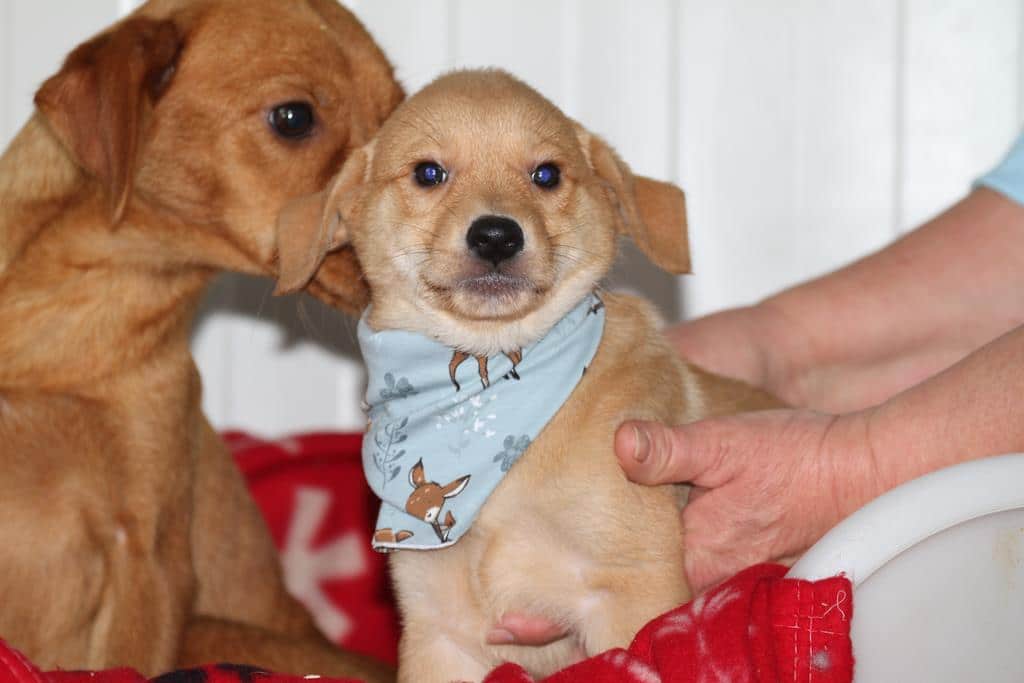 » Purzel Zuhause gefunden Hundevermittlung Fellfreunde.de e.V.