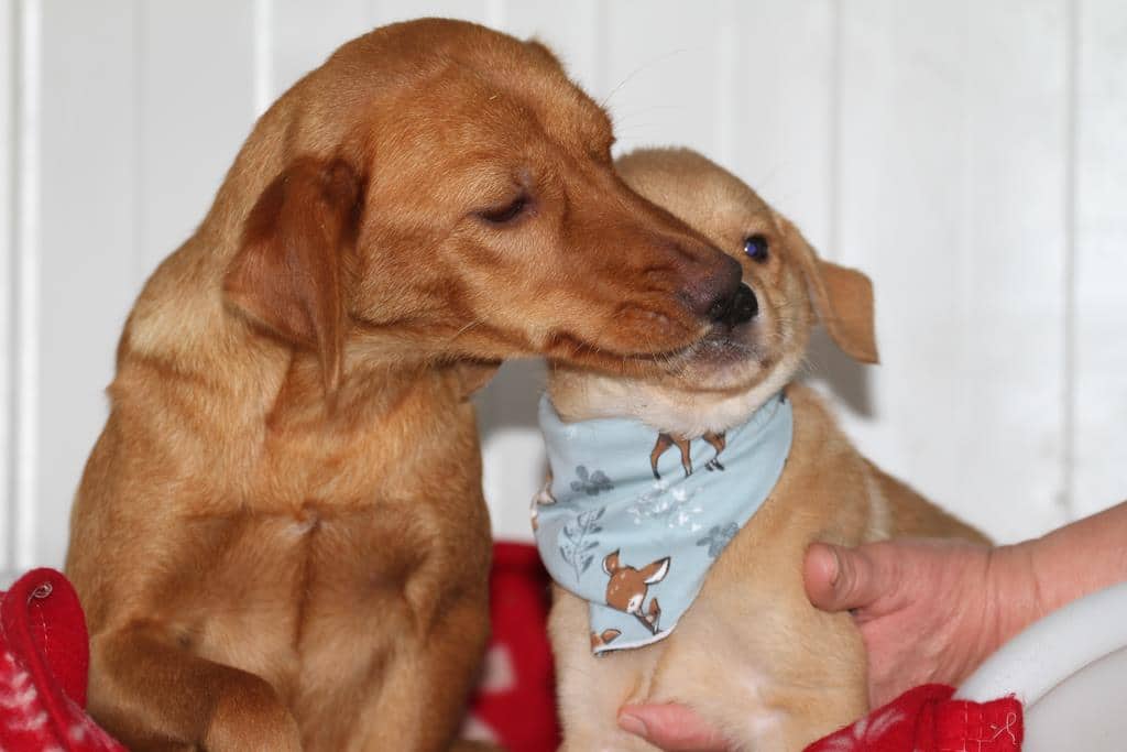 » Monica Zuhause gefunden Hundevermittlung Fellfreunde.de e.V.