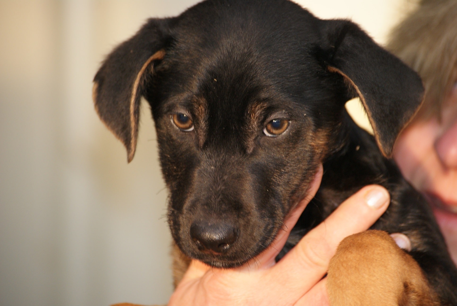 » Ruben Zuhause gefunden Hundevermittlung Fellfreunde.de e.V.
