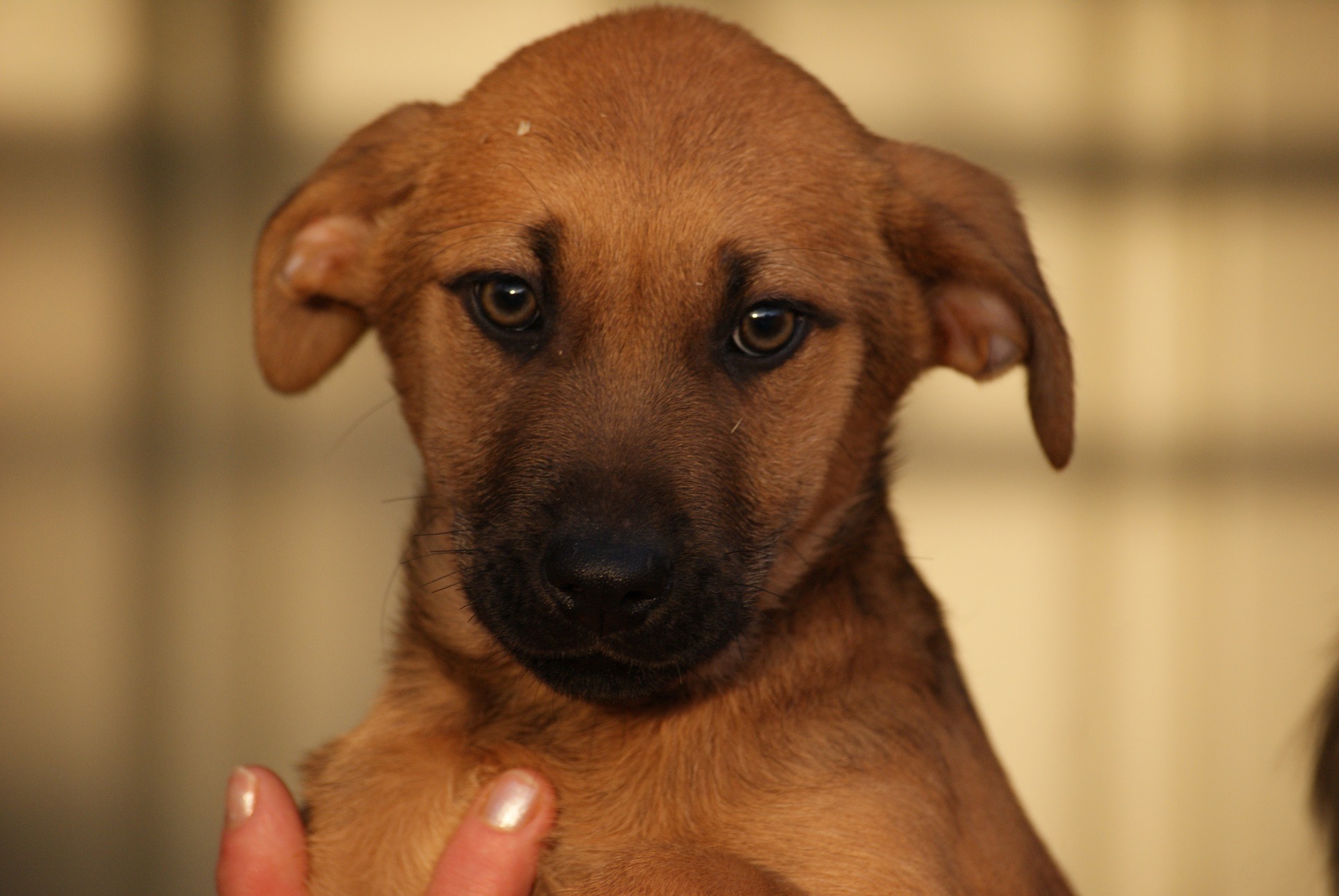 Hope Zuhause gefunden Hundevermittlung Fellfreunde.de e.V.