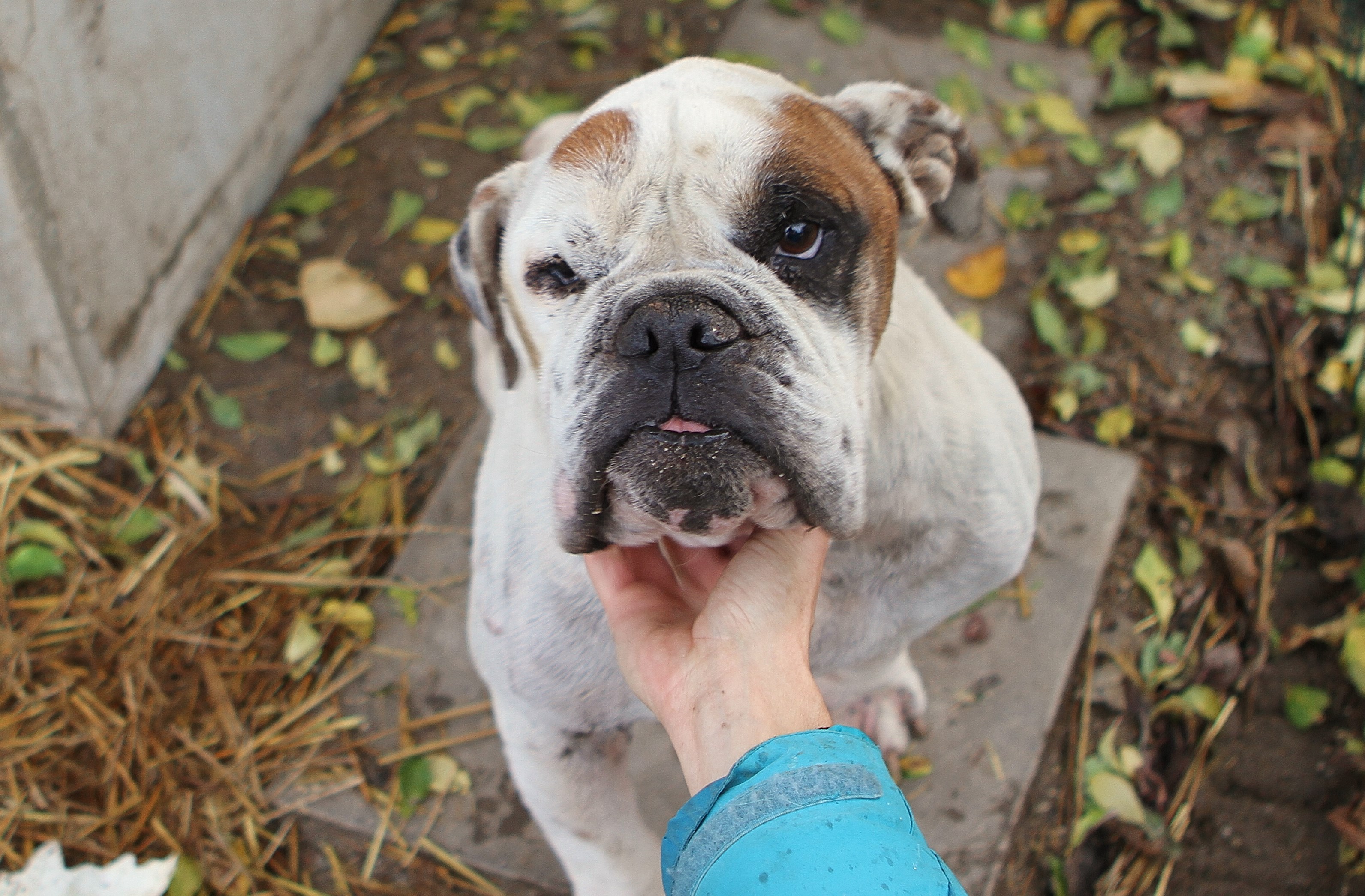 » Paule ging am 29.11.19 über die Regenbogenbrücke Hundevermittlung