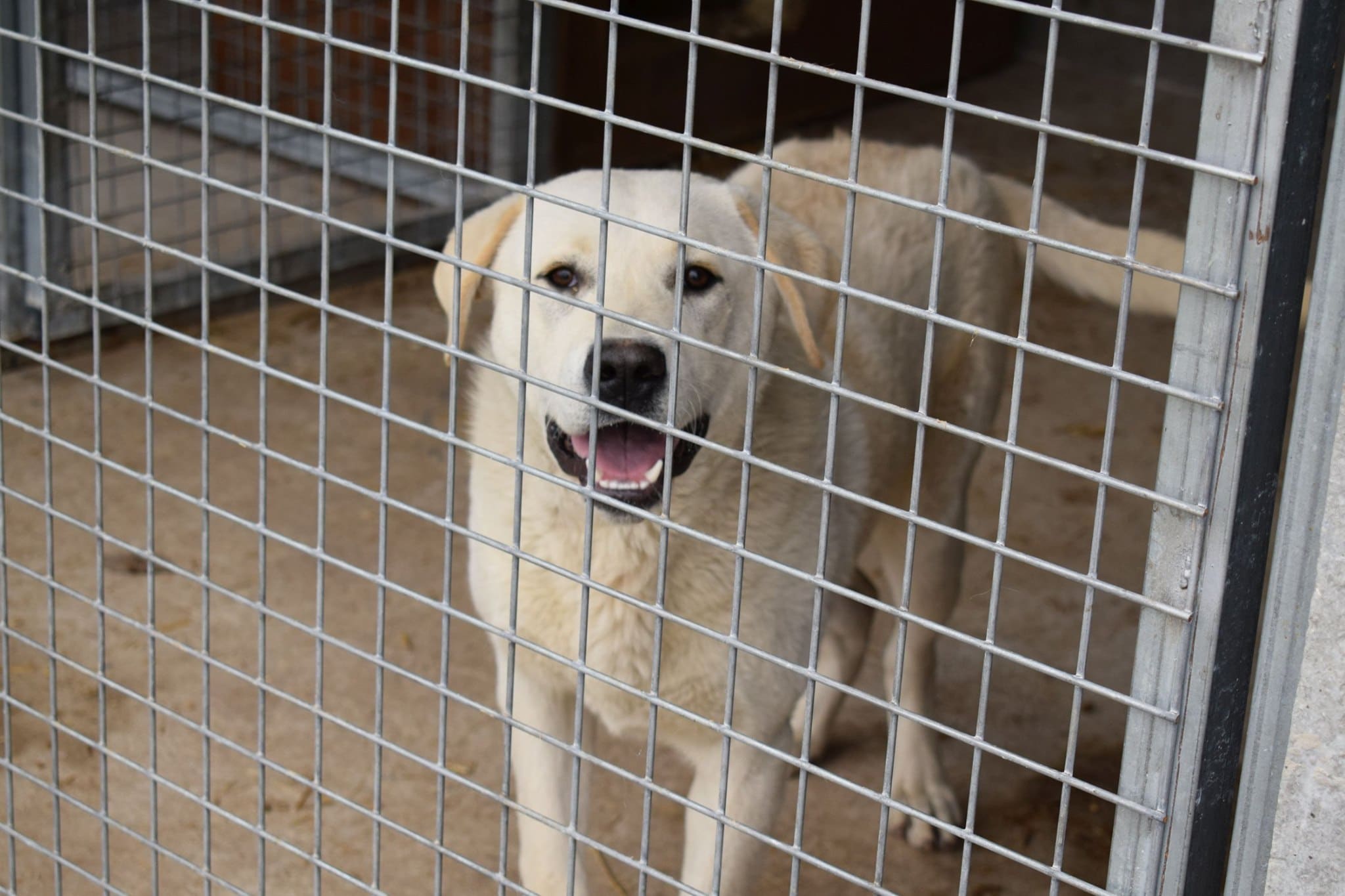 Börni Zuhause gefunden Hundevermittlung Fellfreunde.de e.V.