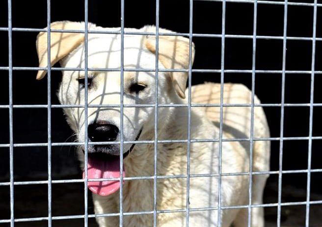 Börni Zuhause gefunden Hundevermittlung Fellfreunde.de e.V.