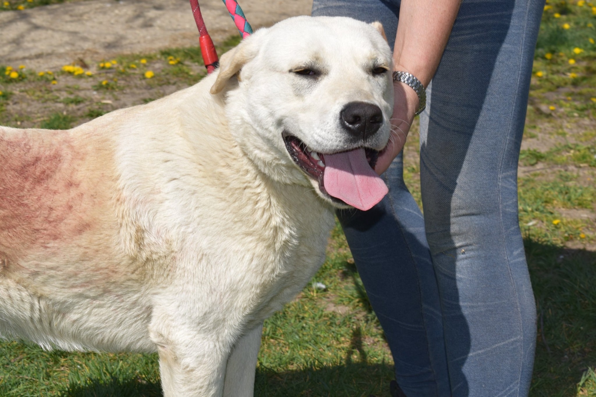 Börni Zuhause gefunden Hundevermittlung Fellfreunde.de e.V.