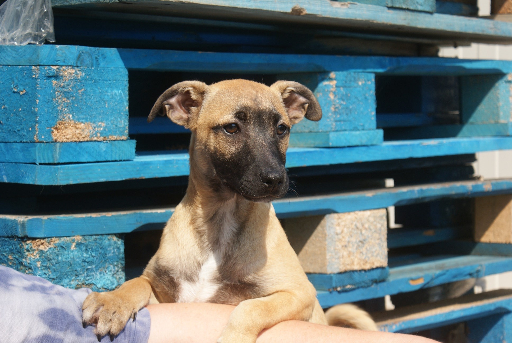 » Loki Zuhause gefunden Hundevermittlung Fellfreunde.de e.V.