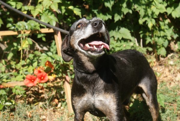 Auf Pflegestelle in Deutschland Adoption Hund Tierheim Solingen