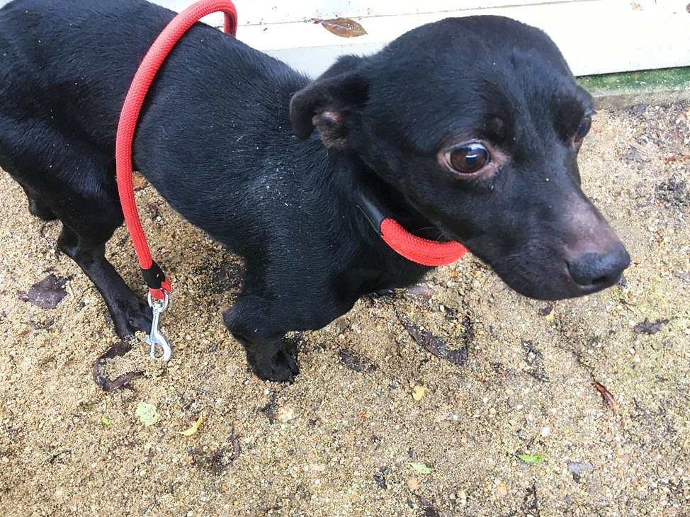 » Pici Zuhause gefunden Hundevermittlung Fellfreunde.de e.V.