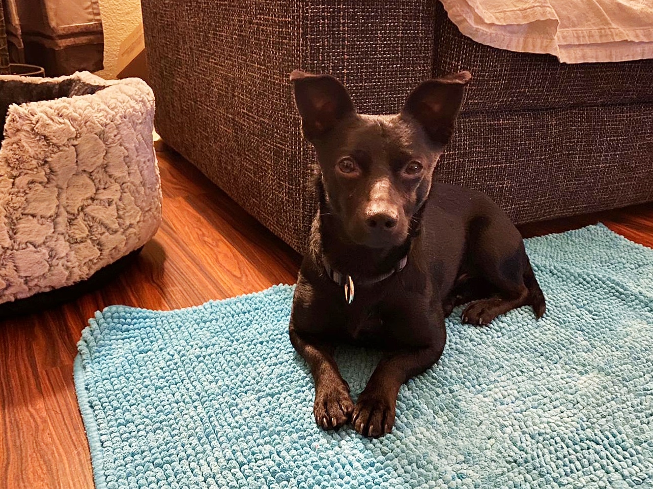 » Pici Zuhause gefunden Hundevermittlung Fellfreunde.de e.V.